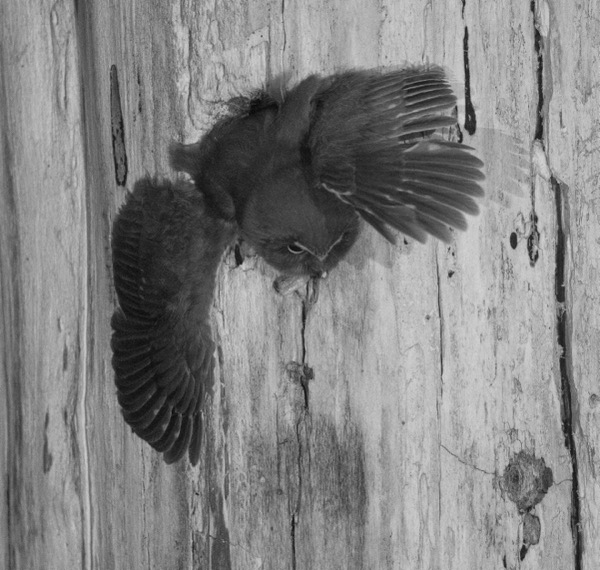 First owlet taking flight to leave the nest
