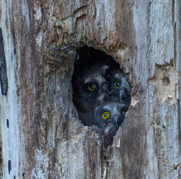 Three owlets looking out from the nest
