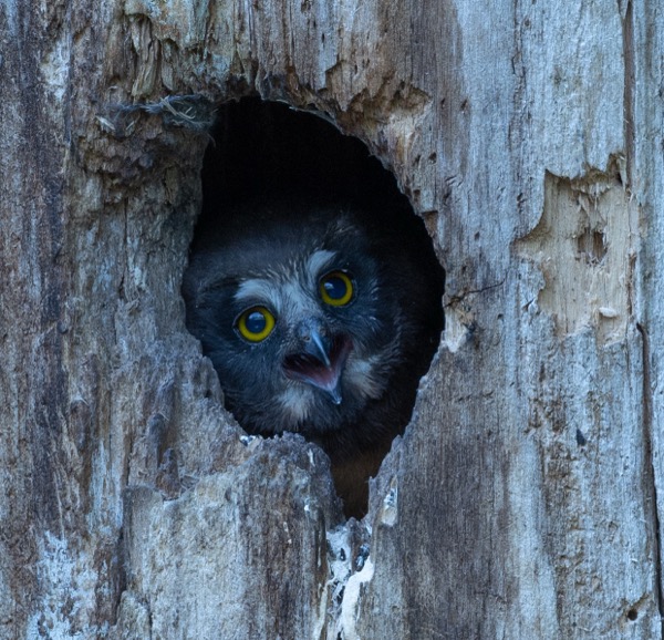 Owlet with open beak