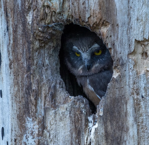 Debonaire owlet