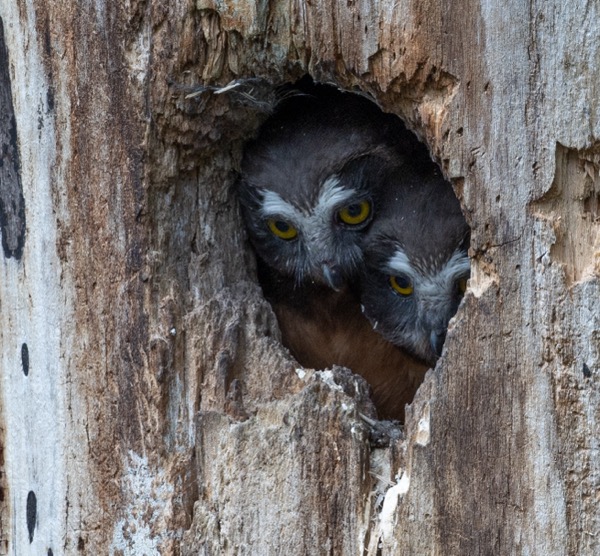 Pair of owlets keeping watch