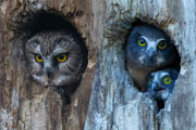 owl and owlets