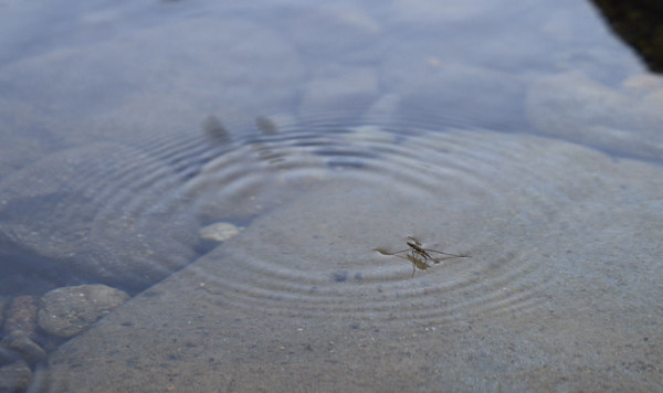 Insect skating on Skate Creek