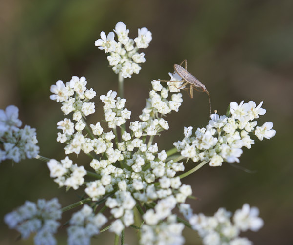 Macro photo of a bug on a quarter-sized flower
