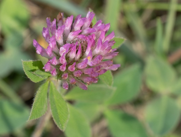 Macro photo of a flower