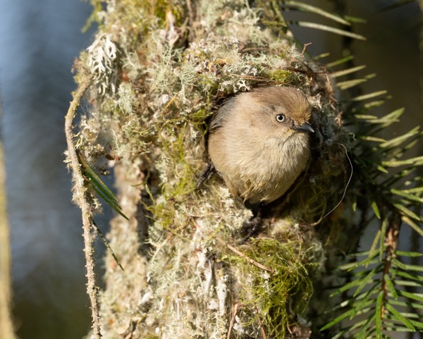 Bushtit