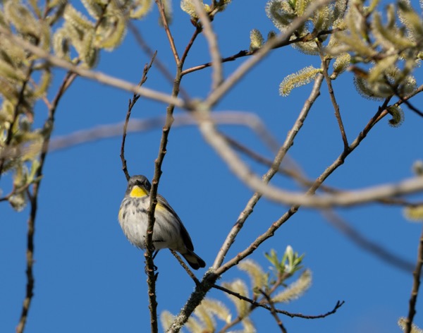 Yellow-rumped warbler (Audobon's)