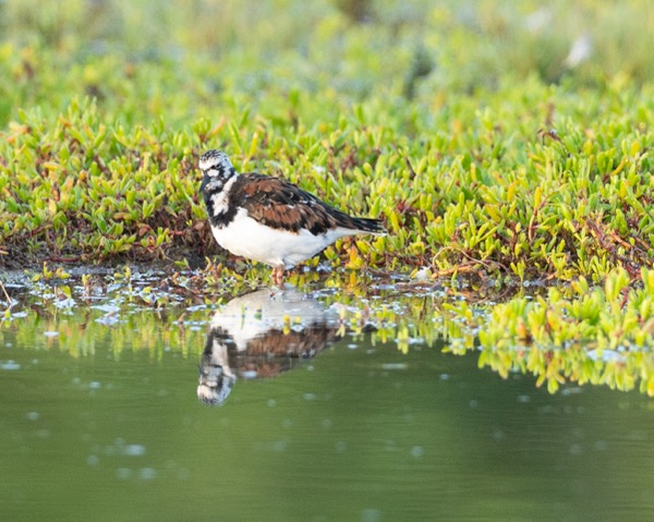 Ruddy turnstone