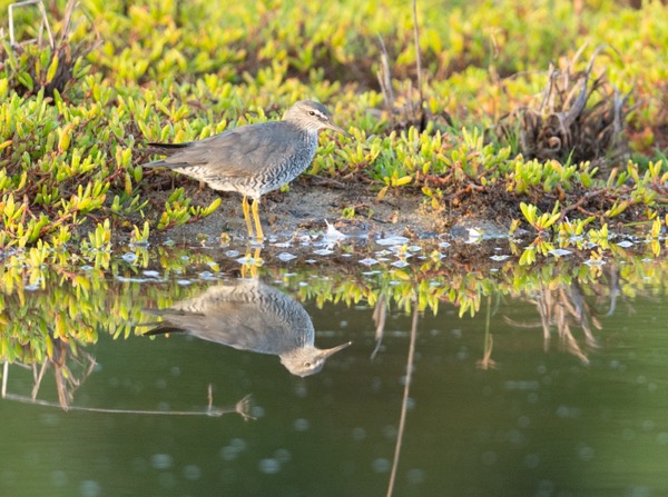 Wandering tattler