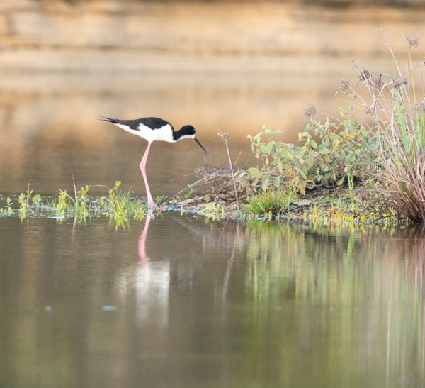 Hawaiian stilt