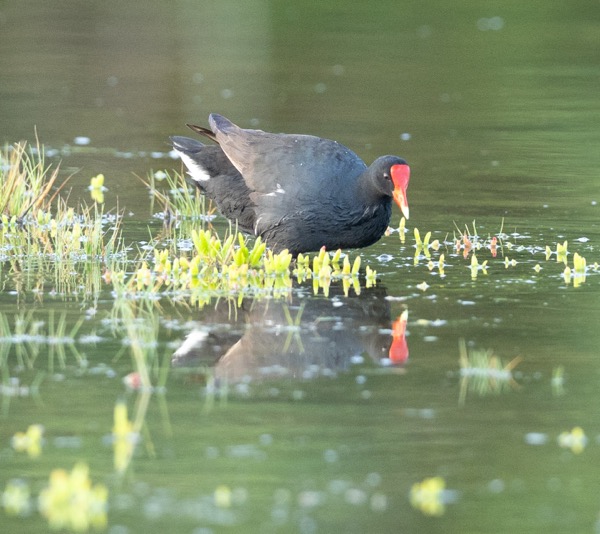 Hawaiian gallinule