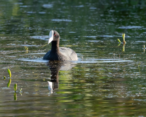 Hawaiian coot