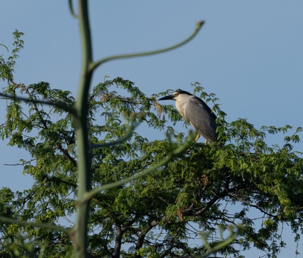 Black-crowned night heron
