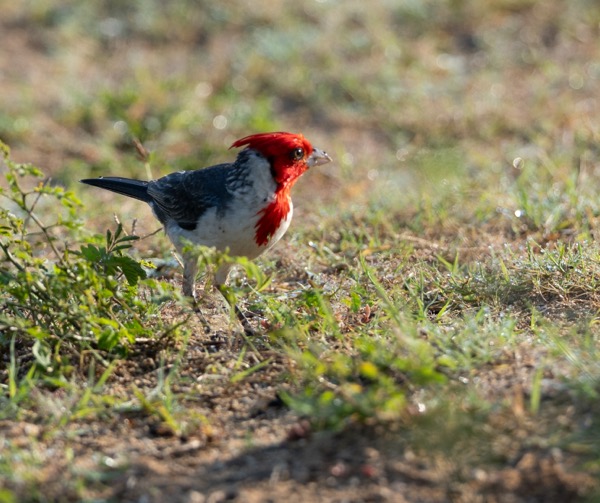 Red-crested cardinal