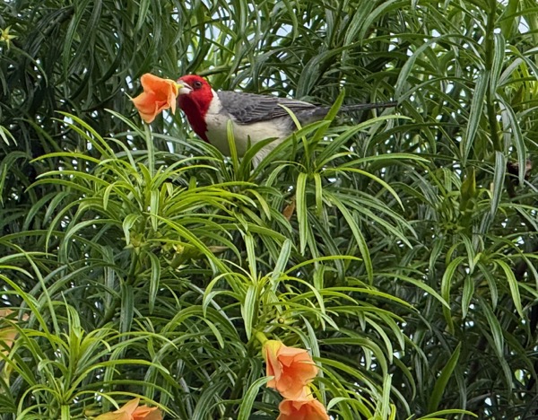 Red-crested cardinal