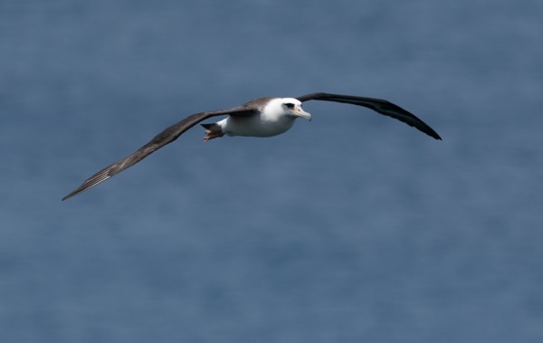 Laysan albatross