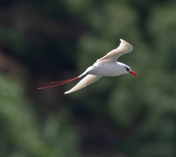 Red-tailed tropicbird