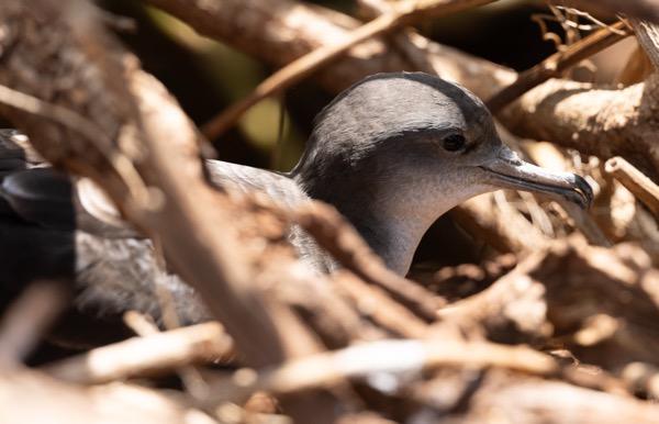 Laysan albatros chick