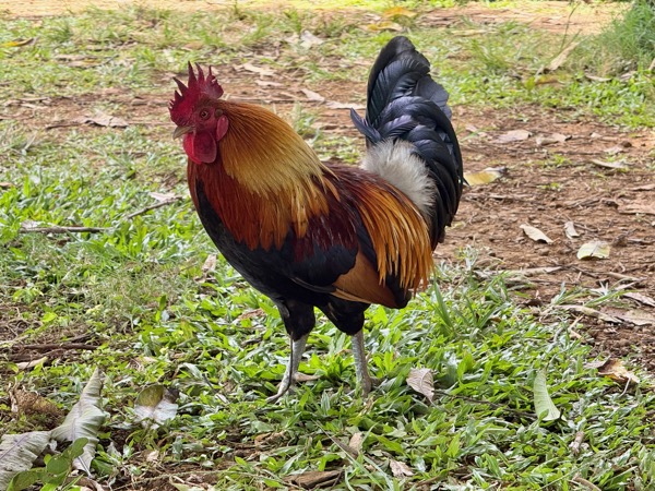 Red junglefowl