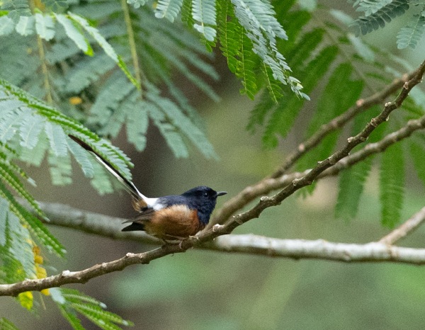 White-rumped shama