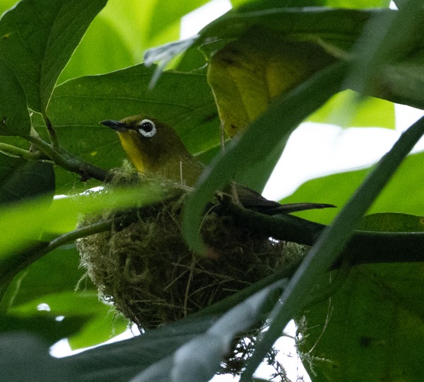 Warbling white-eye on a nest