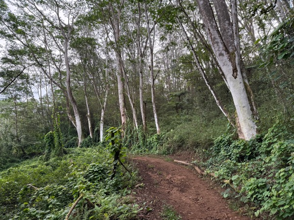 Interesting trees along the trail