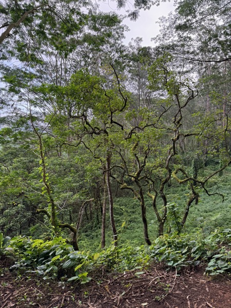 Interesting trees along the trail