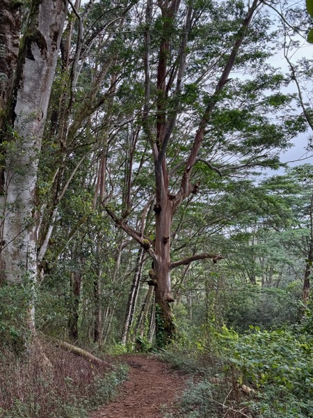 Interesting tree on the trail