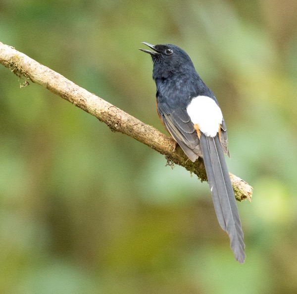 White-rumped shama