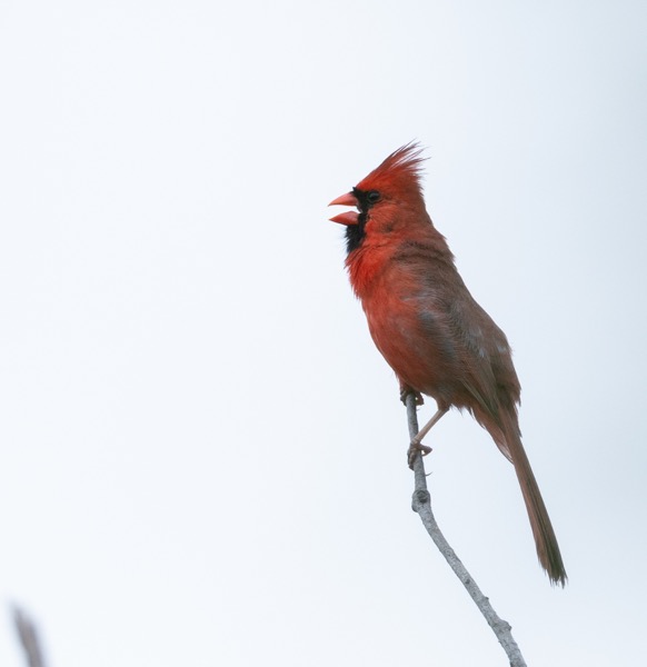 Northern cardinal