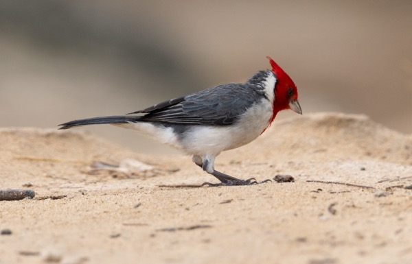 Red-crested cardinal
