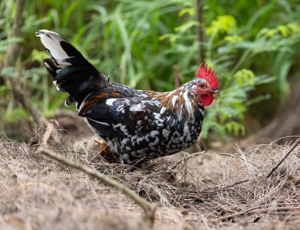 Red junglefowl (domestic)