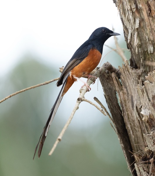White-rumped shama