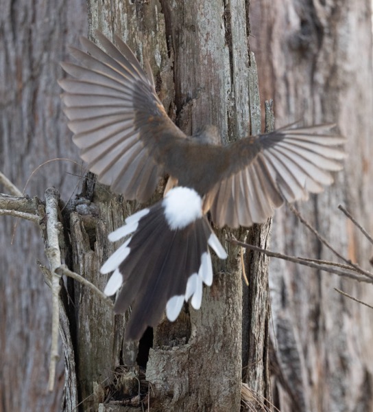 White-rumped shama