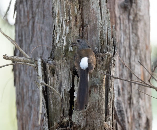 White-rumped shama