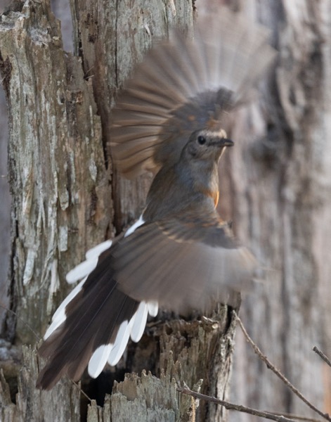 White-rumped shama