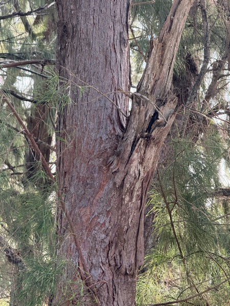 White-rumped shama nest
