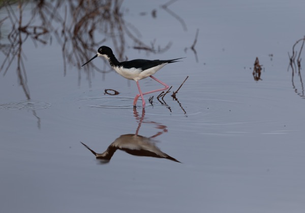 Hawaiian stilt