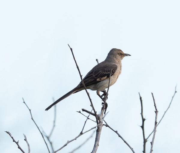 Northern mockingbird
