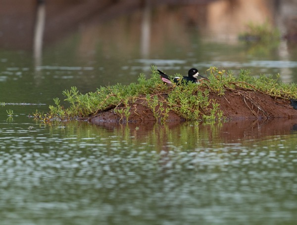 Nesting hawaiian stilt