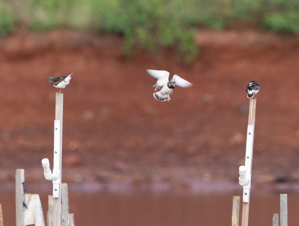 Ruddy turnstone