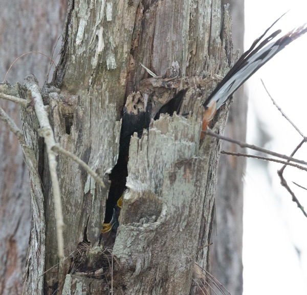 Three beaks open with the male in the nest