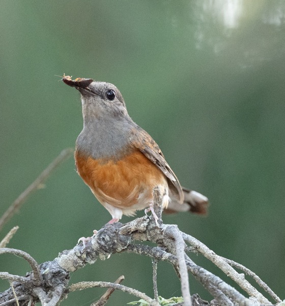 White-rumped shama