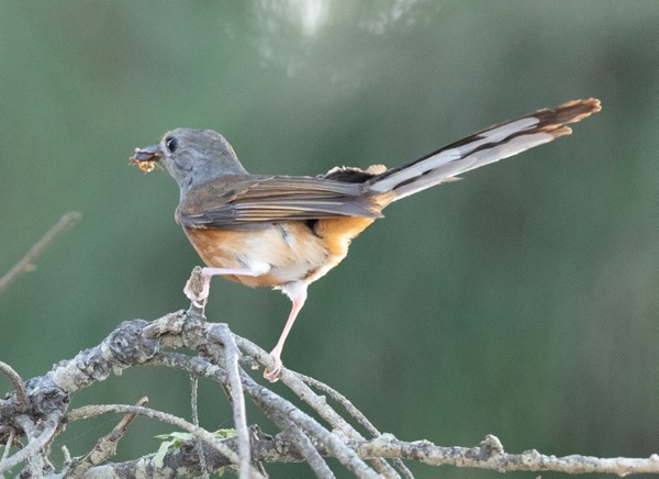 White-rumped shama