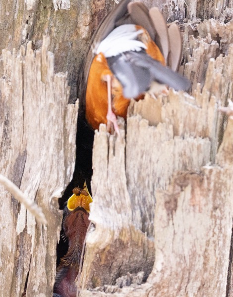 Yummy grub ready for delivery
