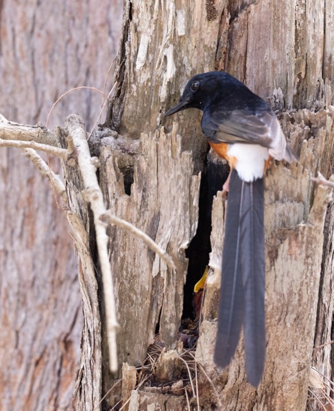 One hopeful beak still open