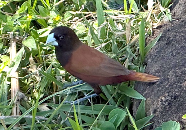 Chestnut munia