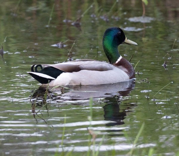 Mallard