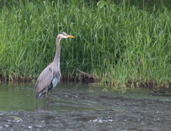 Great blue heron