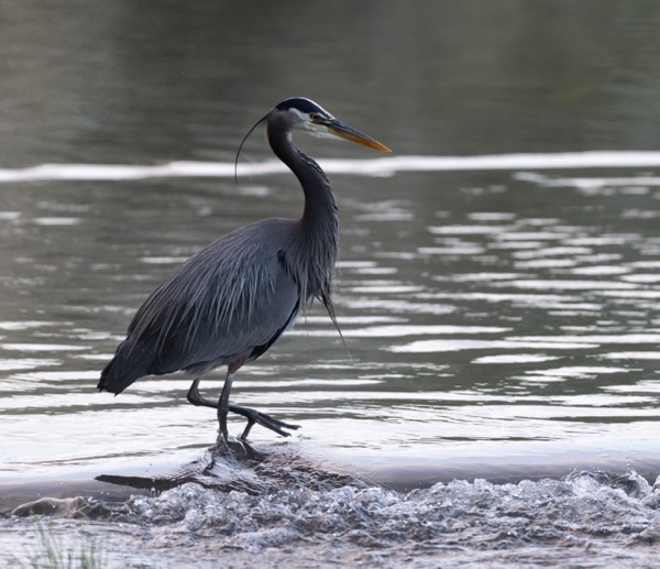 Great blue heron